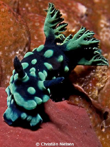 Nice Nudibranch (I think).
Shot in the waters of Komodo.... by Christian Nielsen 